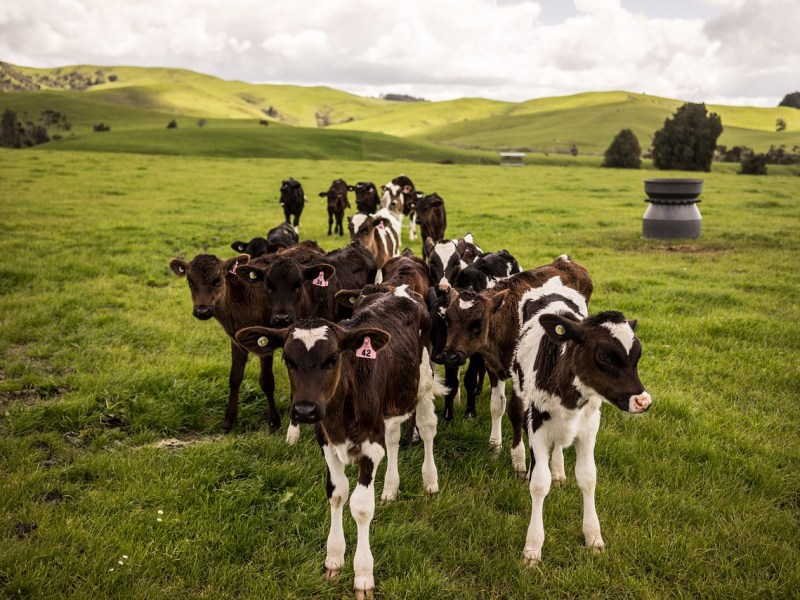 New Zealand’s contribution