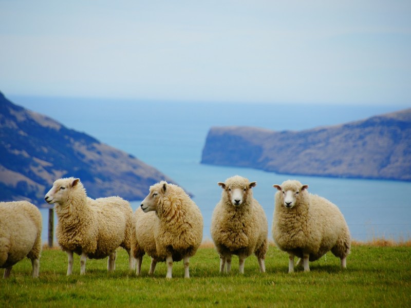 The New Zealand&nbsp;test